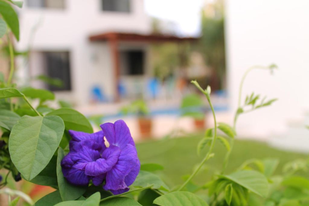 Green Oasis Home Boutique Playa del Carmen Pokoj fotografie