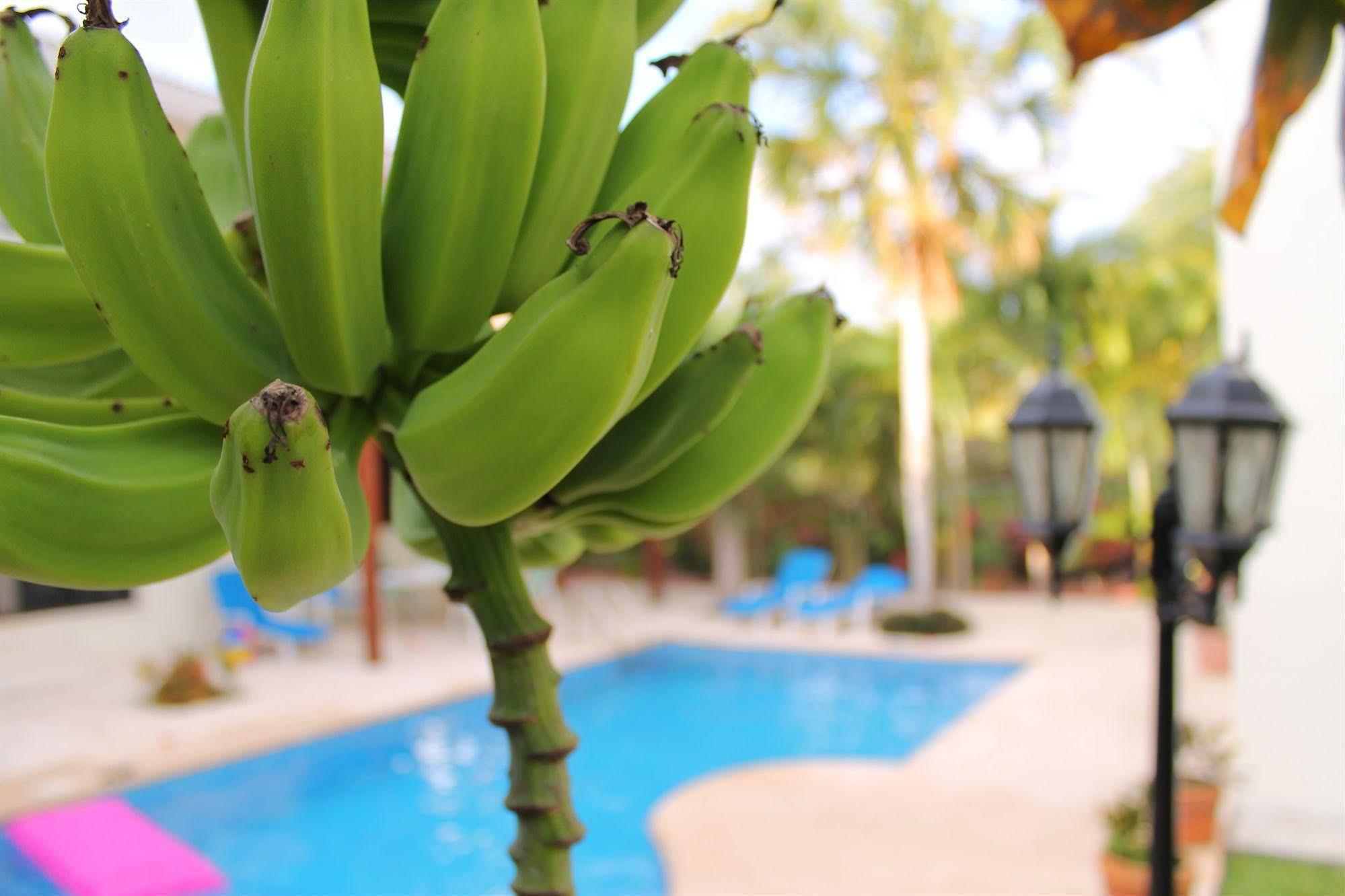 Green Oasis Home Boutique Playa del Carmen Exteriér fotografie